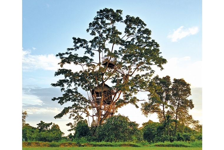 A Walk In The Clouds : Meghalaya The Bangladesh viewing point is tucked pretty atop a tree