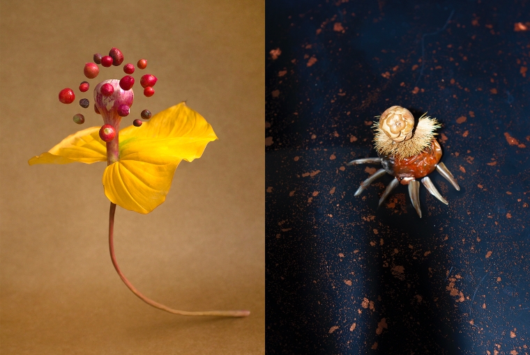 Priyanka Shah: Fantasy Botanicals Fantasy Botanicals