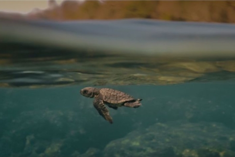 A Life Devoted to Sea Turtles 