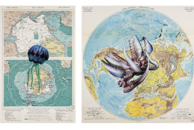 The Ecology of Modern Romance and Other Deaths APPROPRIATION DISINFORMATION – NATURE AND THE BODY, POLITIC - Series: POLAR JELLIFICATION, 2024 (left) |  Series: HUMBOLDT, 2024 (right)