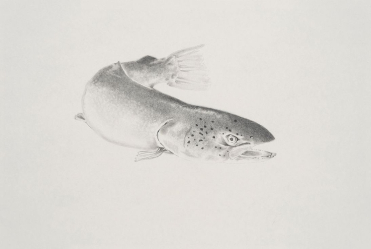 The Ecology of Modern Romance and Other Deaths LEMAN FISH series: BROWN TROUT, 2023 Graphite on Hahnemühle paper, 8.3 x 11.7 inches